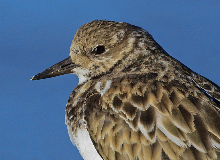 Sandpiper Closeup (LW 2011 0827)   P O'Malley